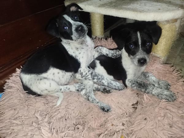 Splendidi Cuccioli Cercano Casa