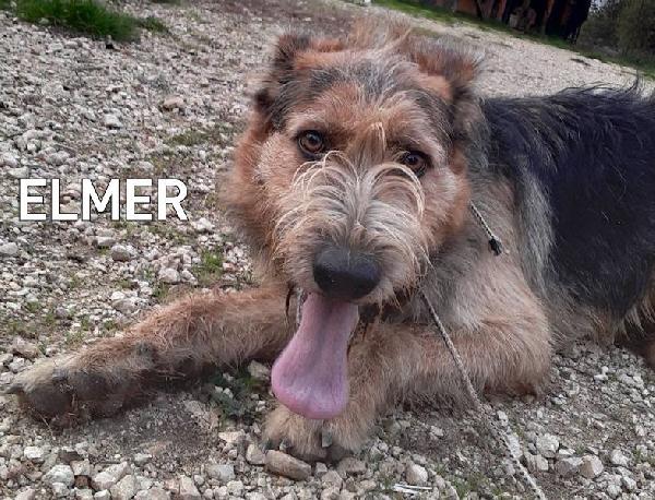 Elmer