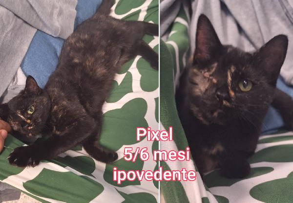 Chiamate x salvare un micetto Foto 4
