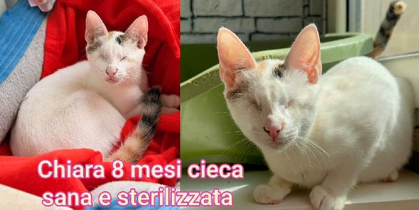 Chiamate x salvare un micetto Foto 7