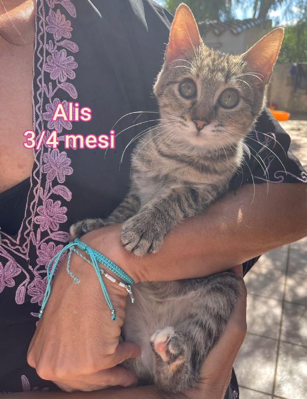 GATTINI ABBANDONATI! EMERGENZA  Foto 3