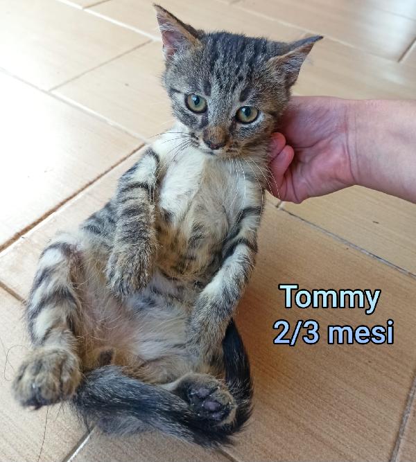 GATTINI ABBANDONATI! EMERGENZA  Foto 5