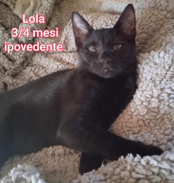 GATTINI ABBANDONATI! EMERGENZA  Foto 7