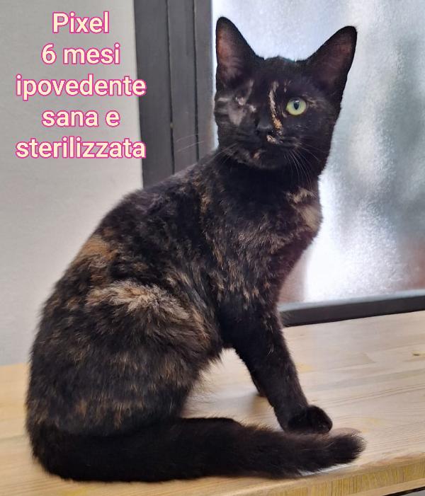 GATTINI ABBANDONATI! EMERGENZA  Foto 9