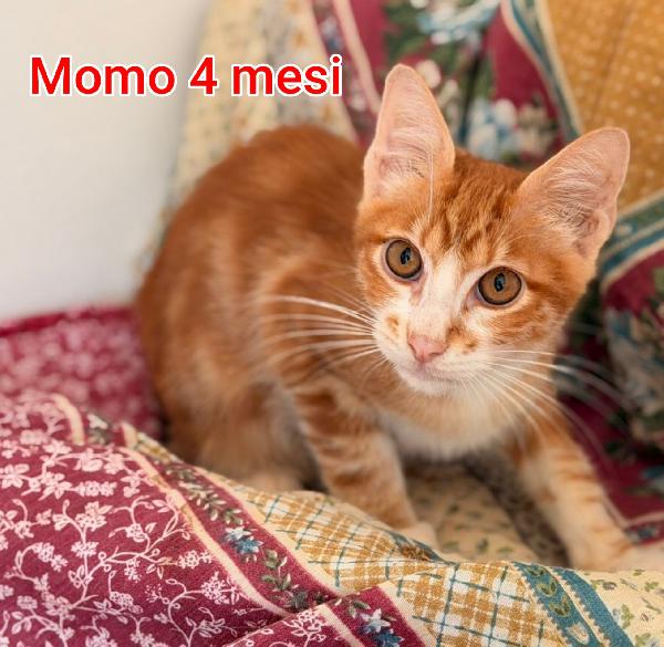 GATTINI ABBANDONATI! EMERGENZA  Foto 10