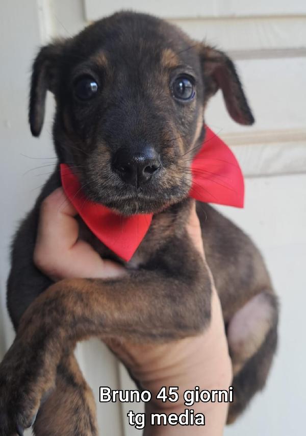 Cuccioli Abbandonati! 2 Mesi