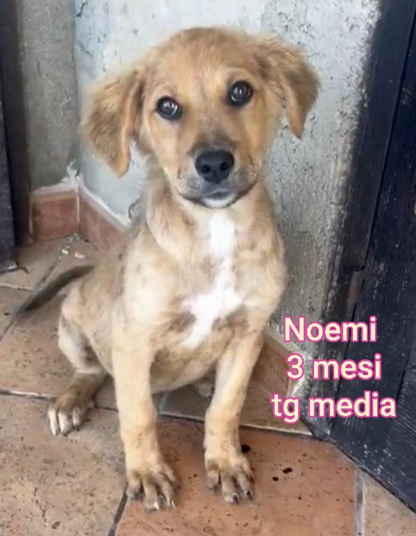 Cuccioli abbandonati! 2 mesi Foto 2