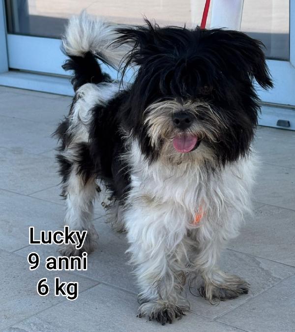 Cagnolini taglia piccola! Foto 2