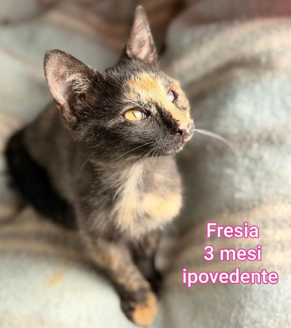 Micini Bisognosi! Urgente 