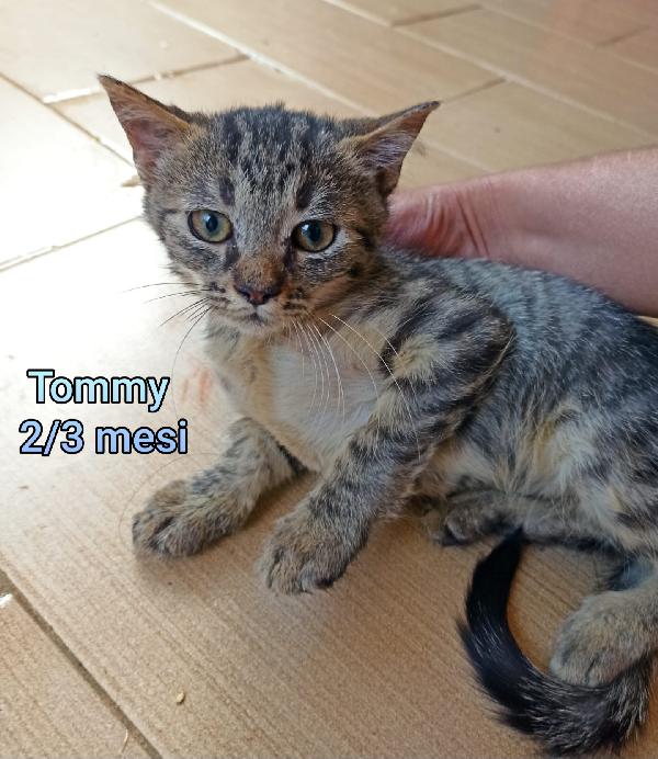 MICINI BISOGNOSI! URGENTE  Foto 4