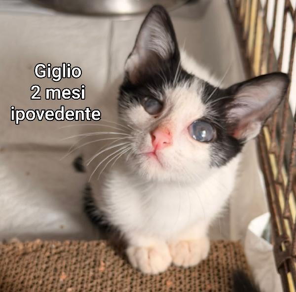 MICINI BISOGNOSI! URGENTE  Foto 5