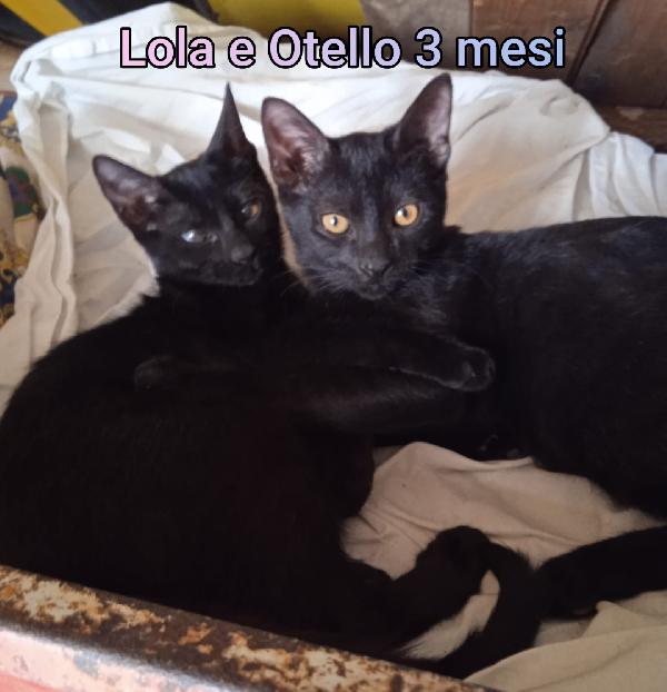 MICINI BISOGNOSI! URGENTE  Foto 10