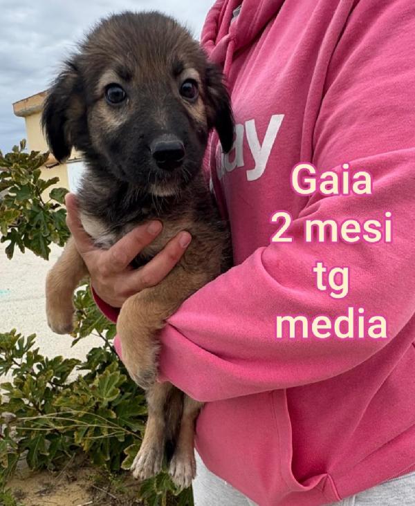 Adozioni Cuccioli Bisognosi 