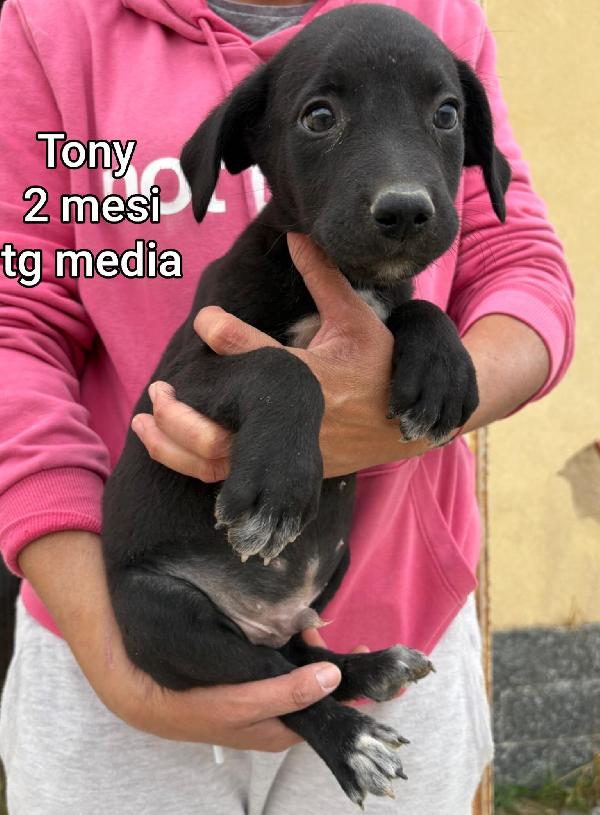 ADOZIONI CUCCIOLI BISOGNOSI  Foto 2