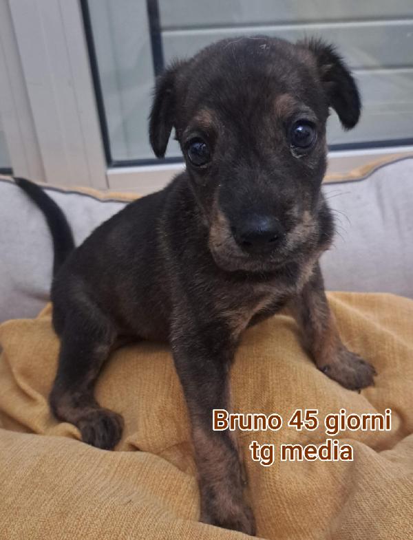 ADOZIONI CUCCIOLI BISOGNOSI  Foto 3