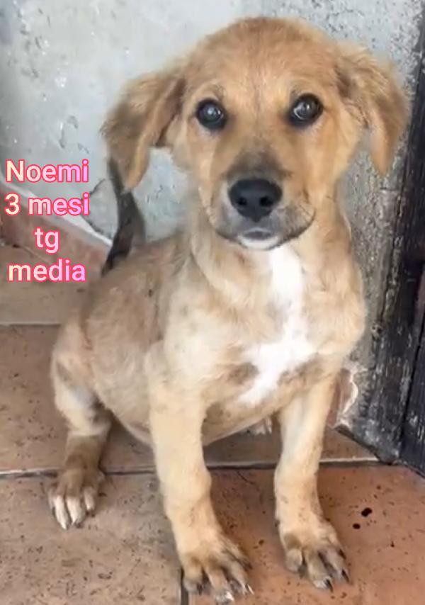 ADOZIONI CUCCIOLI BISOGNOSI  Foto 4