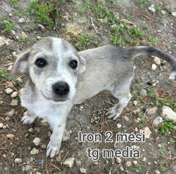ADOZIONI CUCCIOLI BISOGNOSI  Foto 5