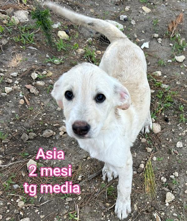 ADOZIONI CUCCIOLI BISOGNOSI  Foto 6