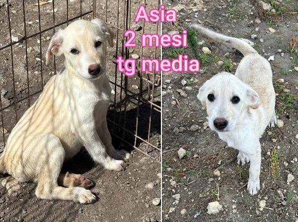 Siamo sommerse dai cuccioli  Foto 2