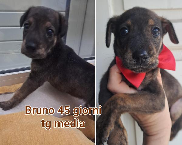 Siamo sommerse dai cuccioli  Foto 3