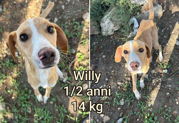 Cagnolini Taglia Contenuta 
