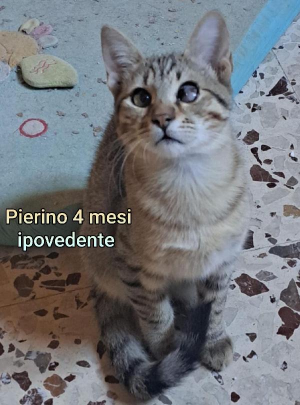 GATTINI ABBANDONATI! URGENTI ADOZIONI Foto 7