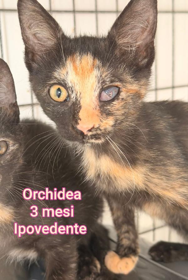 GATTINI ABBANDONATI! URGENTI ADOZIONI Foto 10