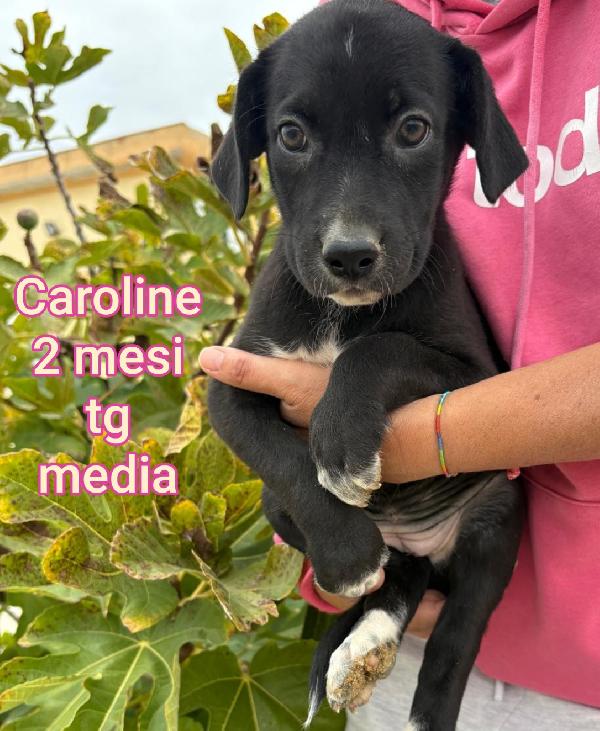 Tenerissimi Cuccioli Di 2/3 Mesi