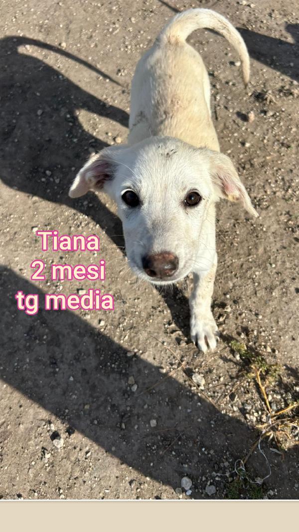 Tenerissimi cuccioli di 2/3 mesi Foto 4
