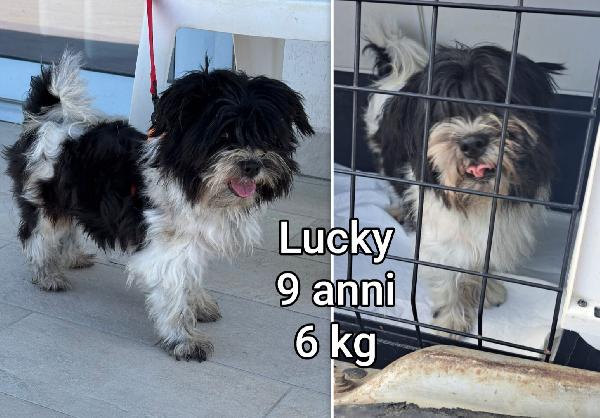 Cagnetti piccoli e mediopiccoli  Foto 2