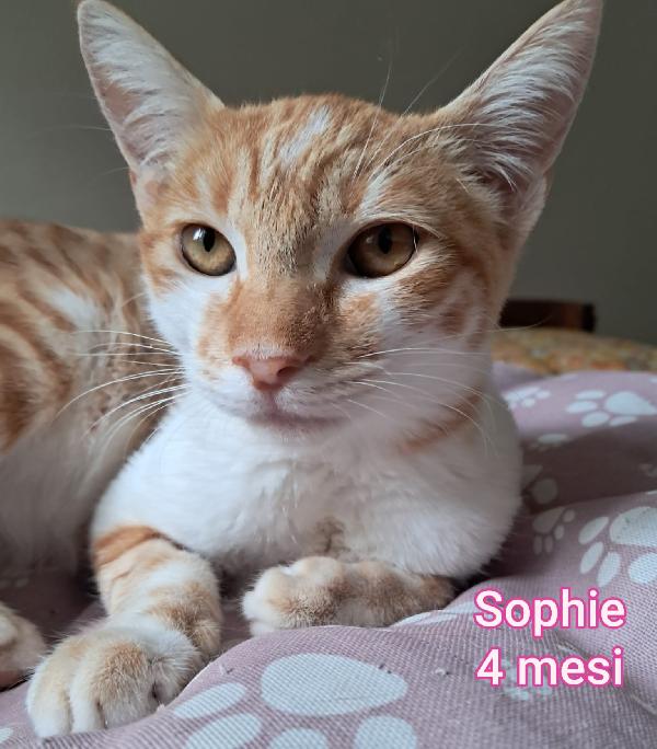 Adorabili Gattini Da Salvare 