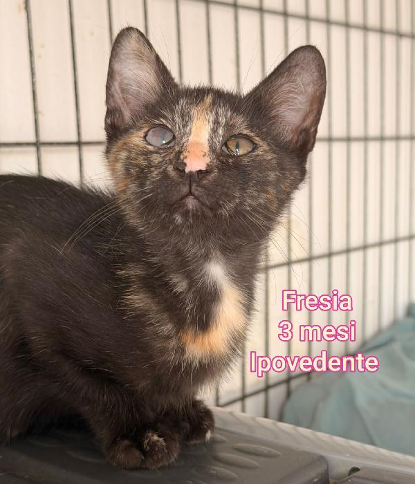 ADORABILI GATTINI DA SALVARE  Foto 2