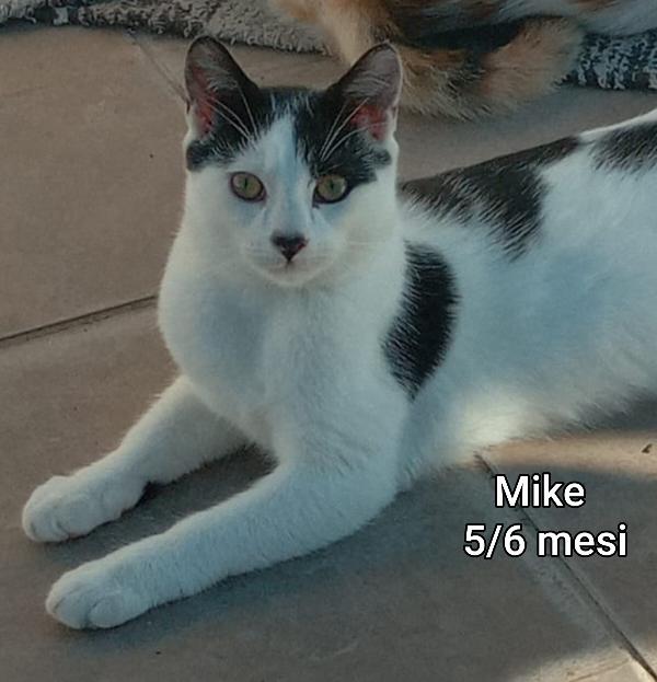 ADORABILI GATTINI DA SALVARE  Foto 9