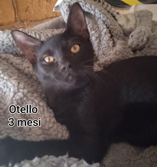 ADORABILI GATTINI DA SALVARE  Foto 10