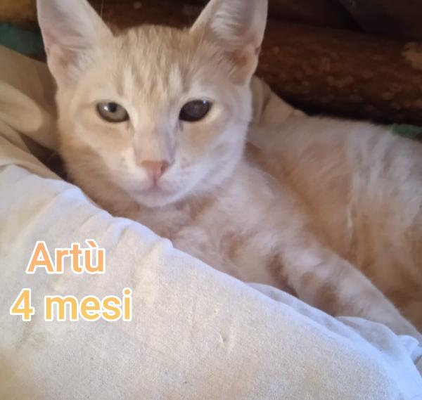 ADORABILI GATTINI DA SALVARE  Foto 11