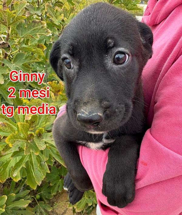 Splendidi Cuccioli Dai Due Mesi 
