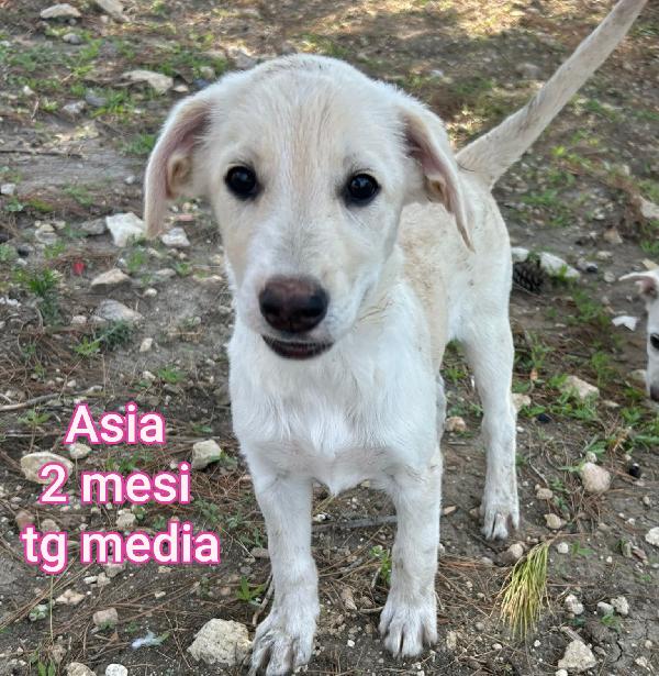 Splendidi cuccioli dai due mesi  Foto 2