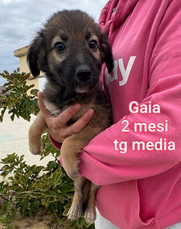 Splendidi cuccioli dai due mesi  Foto 4