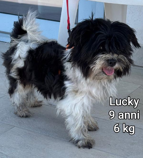 Cani taglia small  Foto 5