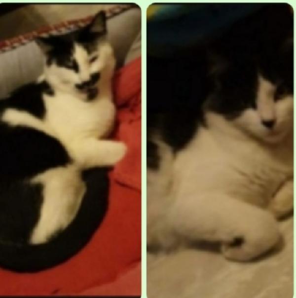 Mici Fratello/Sorella 2Anni Rimasti Soli.roma