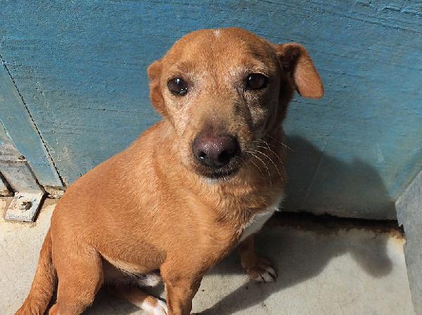 Coccolo, Un Amore Di Cagnolino