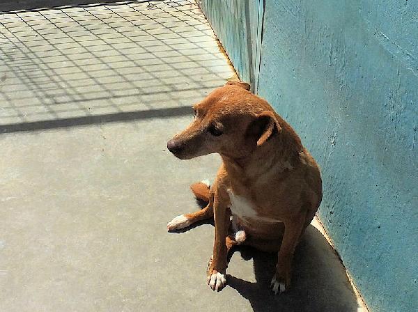 Coccolo, un amore di cagnolino Foto 3