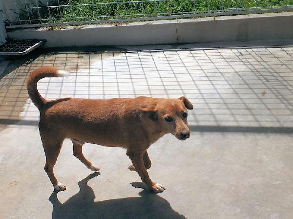 Coccolo, un amore di cagnolino Foto 4