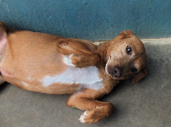 Coccolo, un amore di cagnolino Foto 5