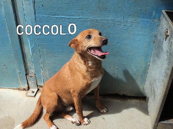 Coccolo, un amore di cagnolino Foto 7