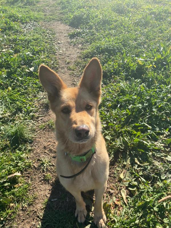Marley, Si Trasferiscono E Lui Finisce In Canile