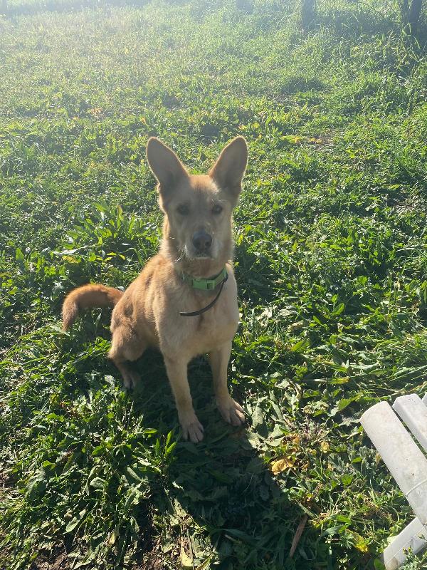 Marley, si trasferiscono e lui finisce in canile Foto 2