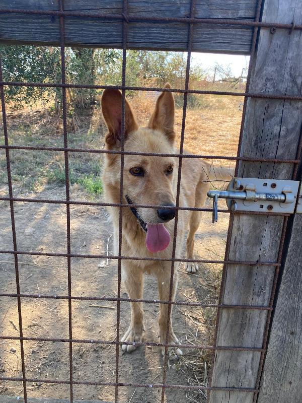 Marley, si trasferiscono e lui finisce in canile Foto 4