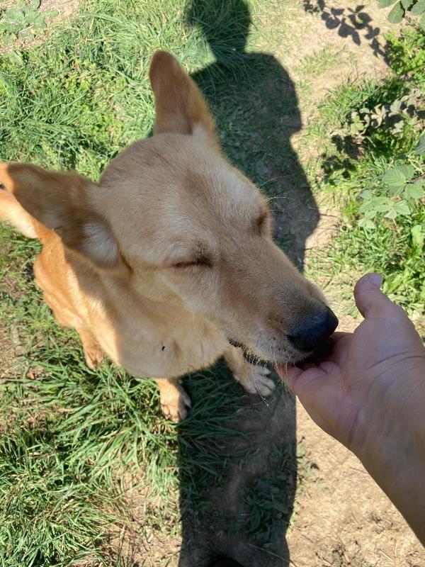 Marley, si trasferiscono e lui finisce in canile Foto 7