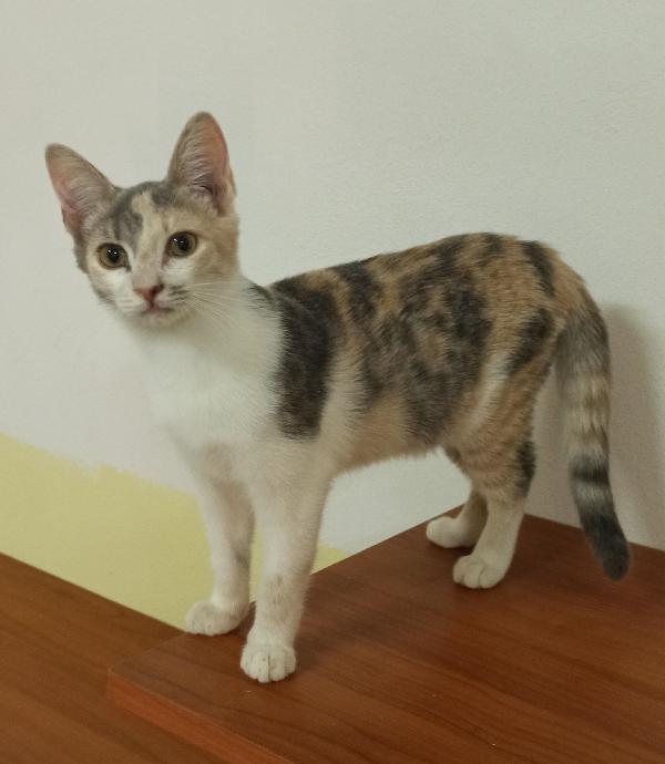 Trilly, Gattina Dolce E Curiosa Cerca Casa